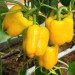 Yellow Capsicum - Image 2
